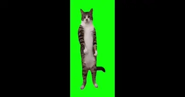 Cat Boo Dance Trend Green Screen Meme Video