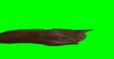 Cat Waves Green Screen Meme Download | Video & Audio Meme Video