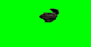 Cat Walk Green Screen Meme Download | Video & Audio Meme Video