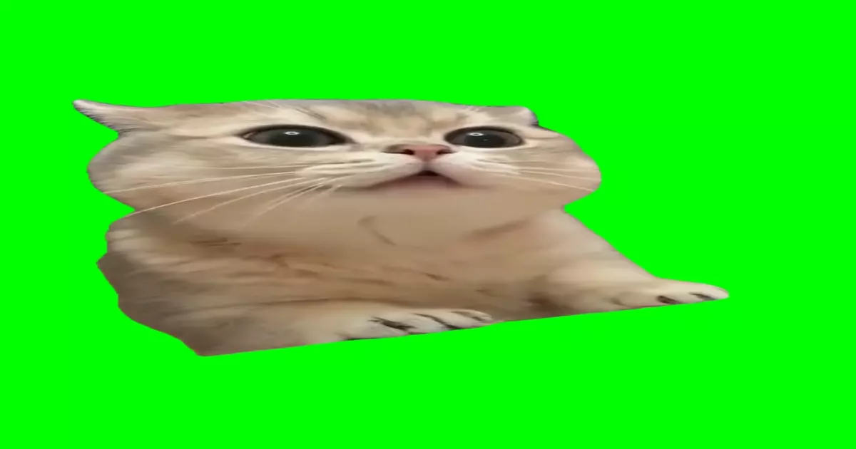 Cat Chewing Green Screen Meme Download Video