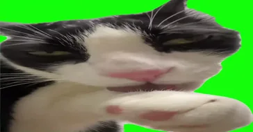 Cat Cleaning Himself Green Screen Meme Video