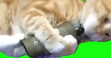 Cat Eating Corn Meme Download | Video & Audio Meme Video