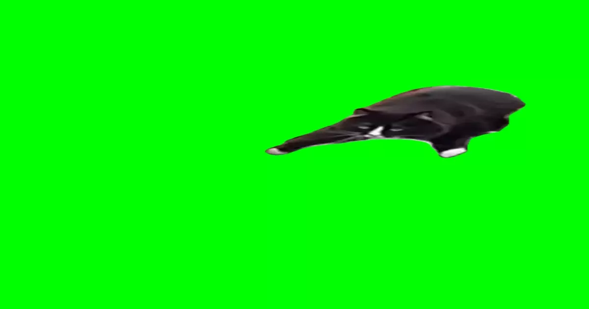 Cat Crawling Green Screen Meme Download Video