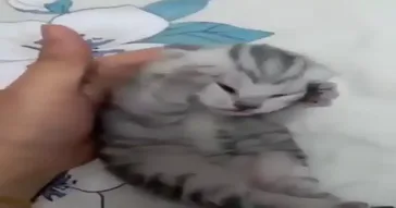 Crying Cat Meme Download | Video & Audio Meme Video