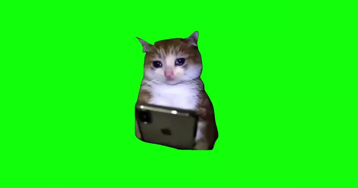 Cat Crying With A Phone Green Screen Meme Download Video