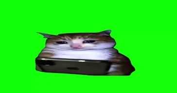 Taylor Swift Holding Cat Meme Download | Video & Audio Meme Video