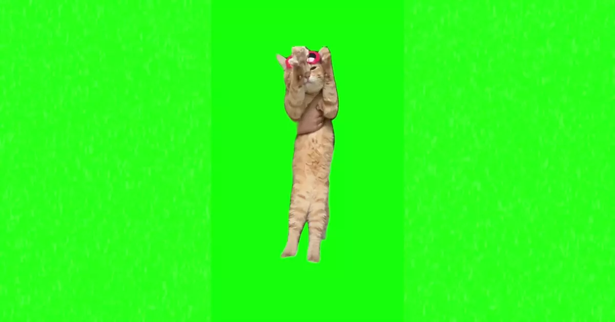 Cat Dance Meme Download Video
