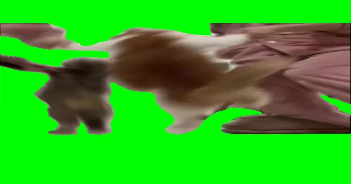Cat Dance Party Green Screen Meme Download Video