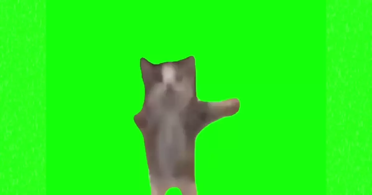 Cat Dancing Happy Meme Download Video