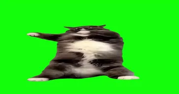Cat Doing Kung Fu Green Screen Meme Download | Video & Audio Meme Video