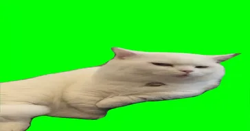 Cat Doing Kung Fu Green Screen Meme Download | Video & Audio Meme Video