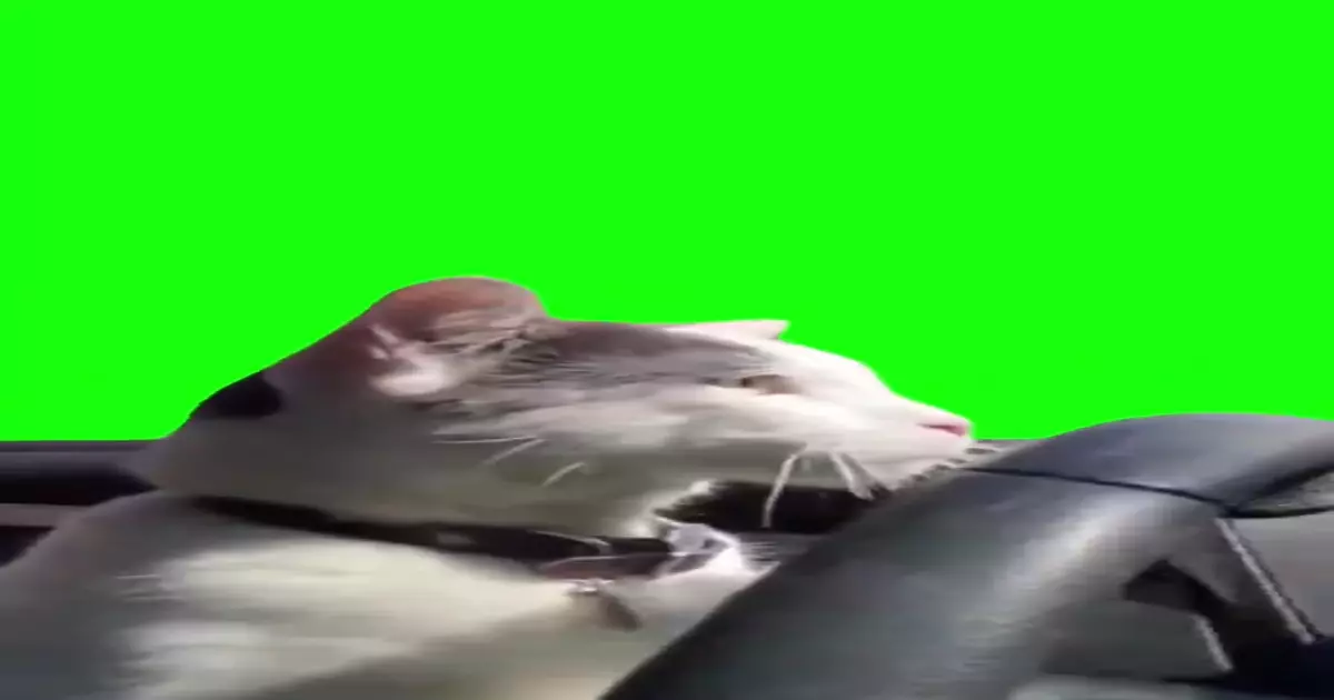 Cat Driving A Car Green Screen Meme Download Video