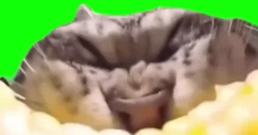 Cat Eating Corn Green Screen Meme Download | Video & Audio Meme Video