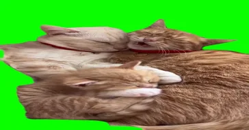 Orange Cat Sleeping Green Screen Meme Download | Video & Audio Meme Video