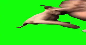 Kitten Punches Green Screen Meme Download | Video & Audio Meme Video