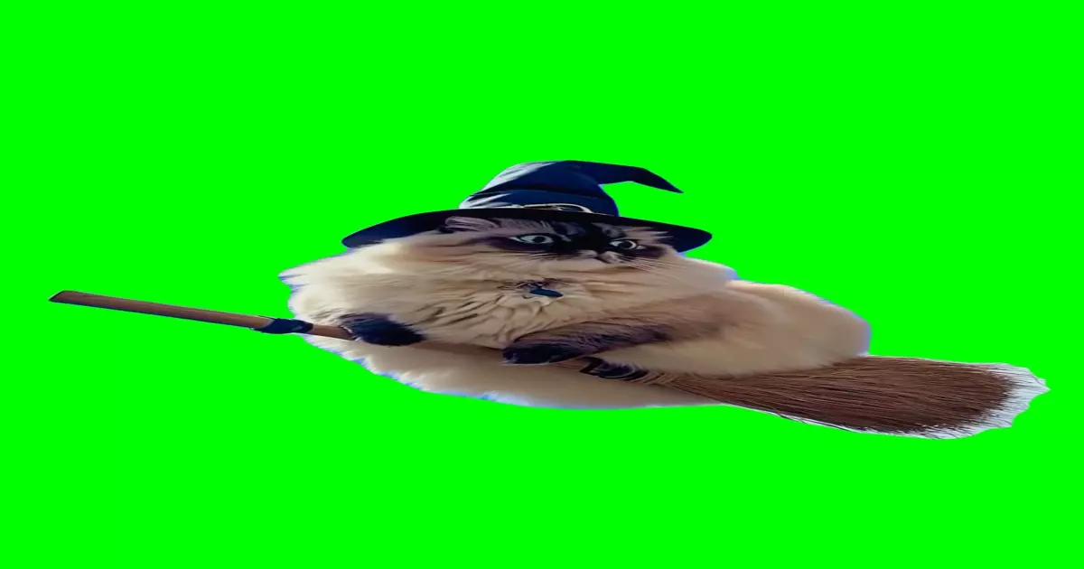 Cat Flying On Broom Meme Download Video