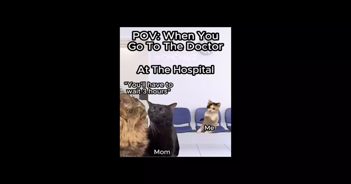 Cat Funny Meme Download Video