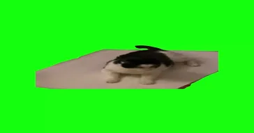 Cat Getting Wrapped Up Like A Present Green Screen Video