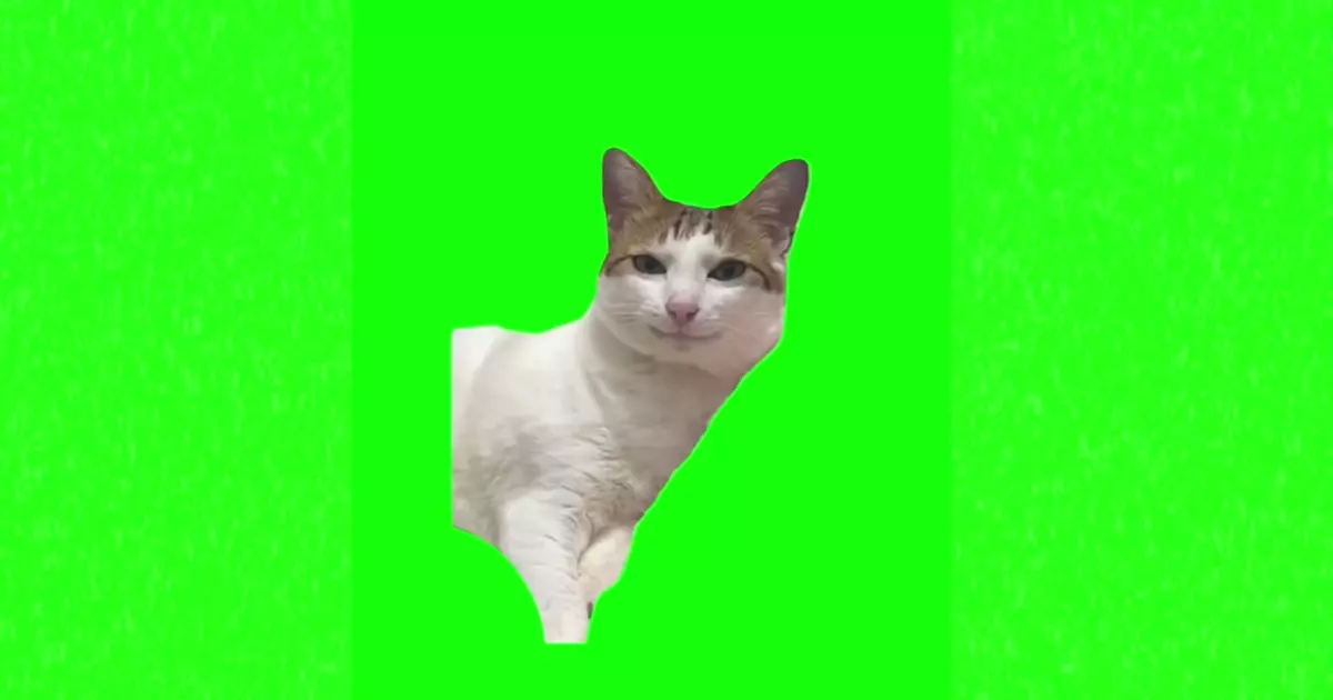 Cat Glazing Eyes Meme Download Video