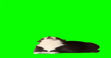 Cat Looking Green Screen Meme Download | Video & Audio Meme Video