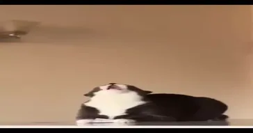 Cat Saying Oh No Meme Download | Video & Audio Meme Video