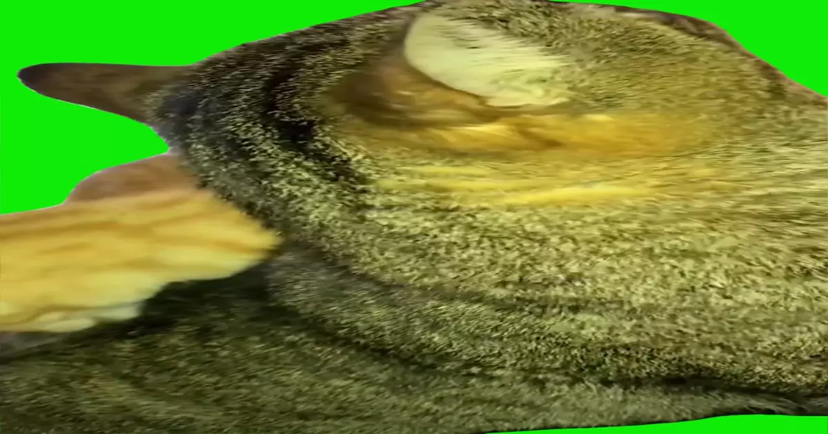 Cat Grooming Green Screen Meme Download Video