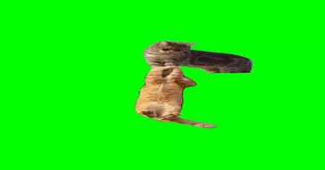 Cat Hanging On The Ledge Green Screen Video