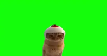 Cat Helicopter Green Screen Meme Video