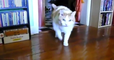 Cat Hello