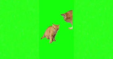 Cat Hits Punches Slaps Another Cat Meme Download | Video & Audio Meme Video