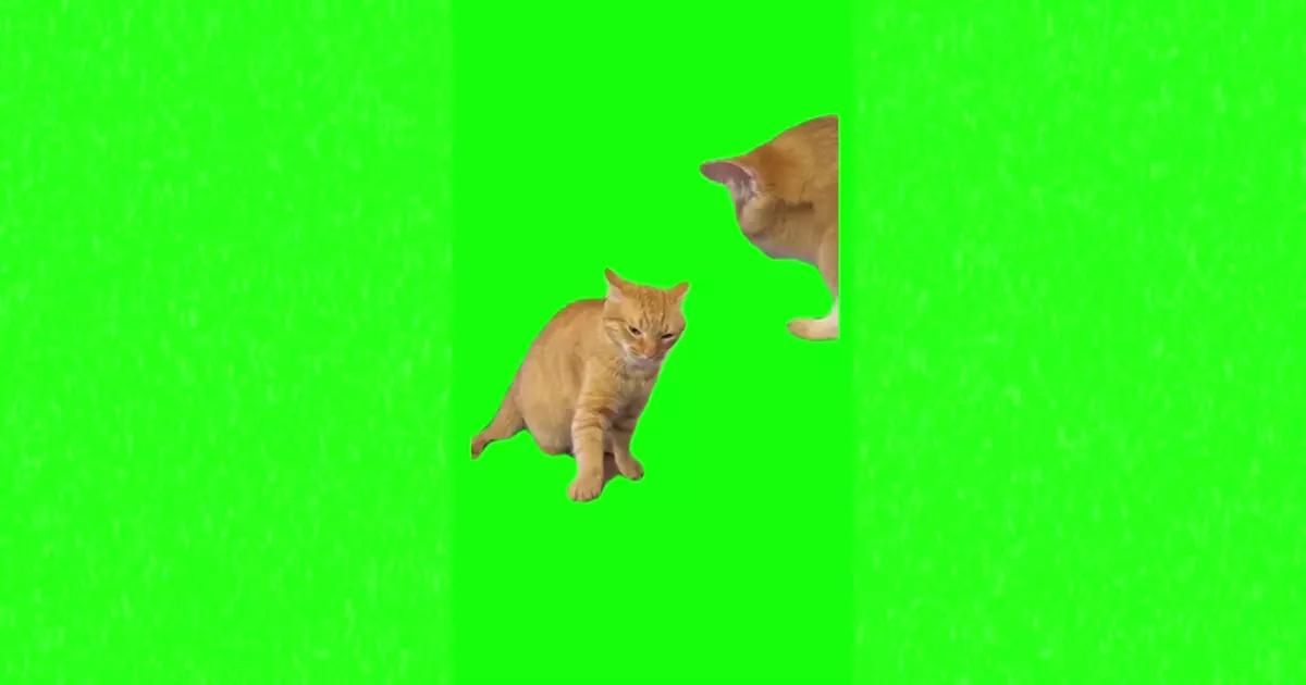 Cat Hitting Another Cat Fight Meme Download Video