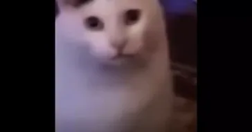 Ha Hee Cat Meme Download | Video & Audio Meme Video