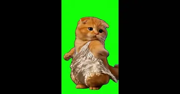 Cat And Dog Dancing Green Screen Meme Download | Video & Audio Meme Video