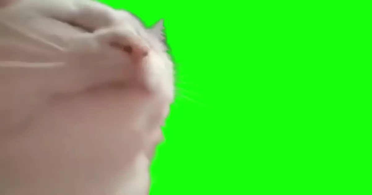 Cat Jamming To Music Green Screen Meme Download Video