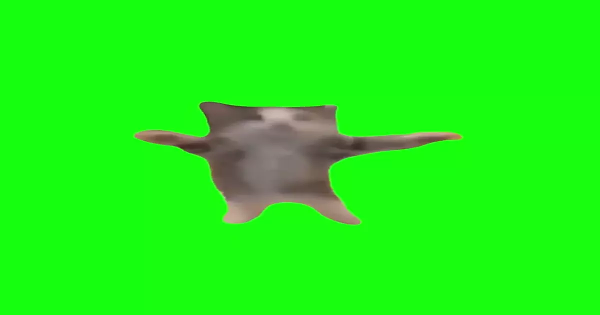 Cat Jumping Up And Down Green Screen Meme Download Video