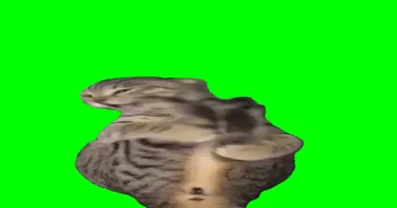 Cat Kicking Himself Meme Video
