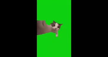 Cat Sniffs His Finger Green Screen Meme Download | Video & Audio Meme Video