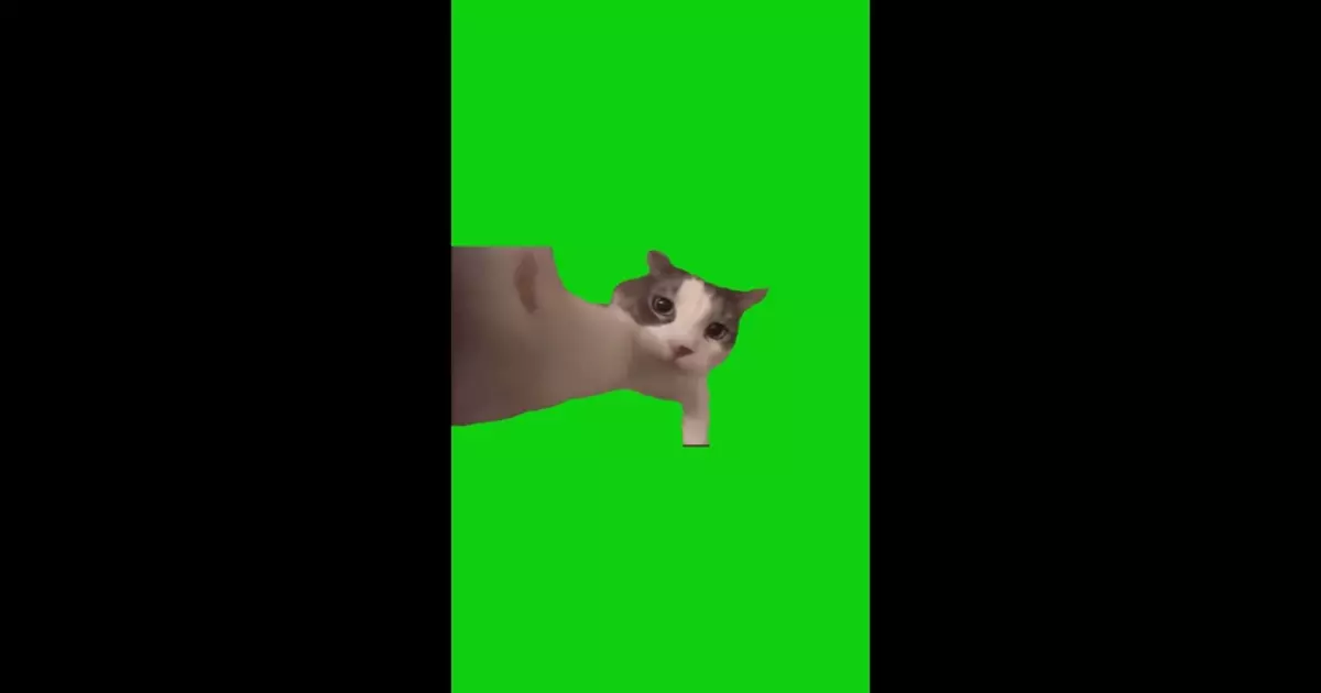 Cat Kissing Camera Green Screen Meme Download Video