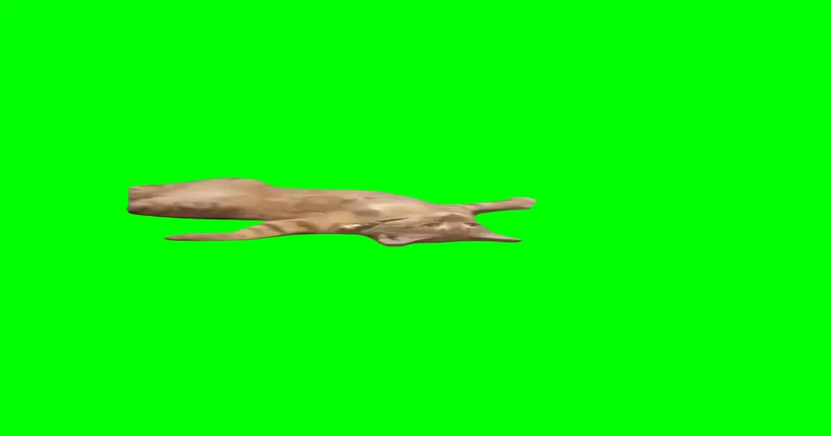 Cat Laying Down Meme Download Video