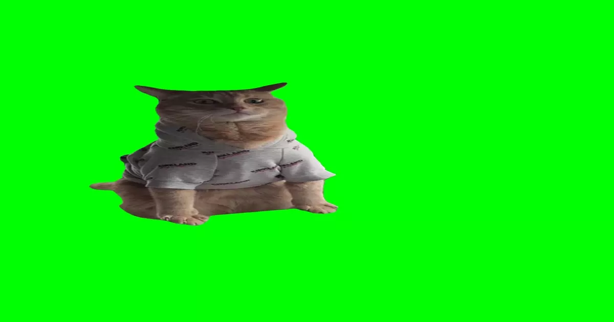 Cat Leaning Back N Forth Meme Download Video