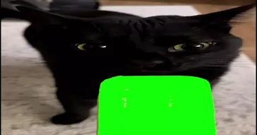 Cat Chewing Green Screen Meme Download | Video & Audio Meme Video