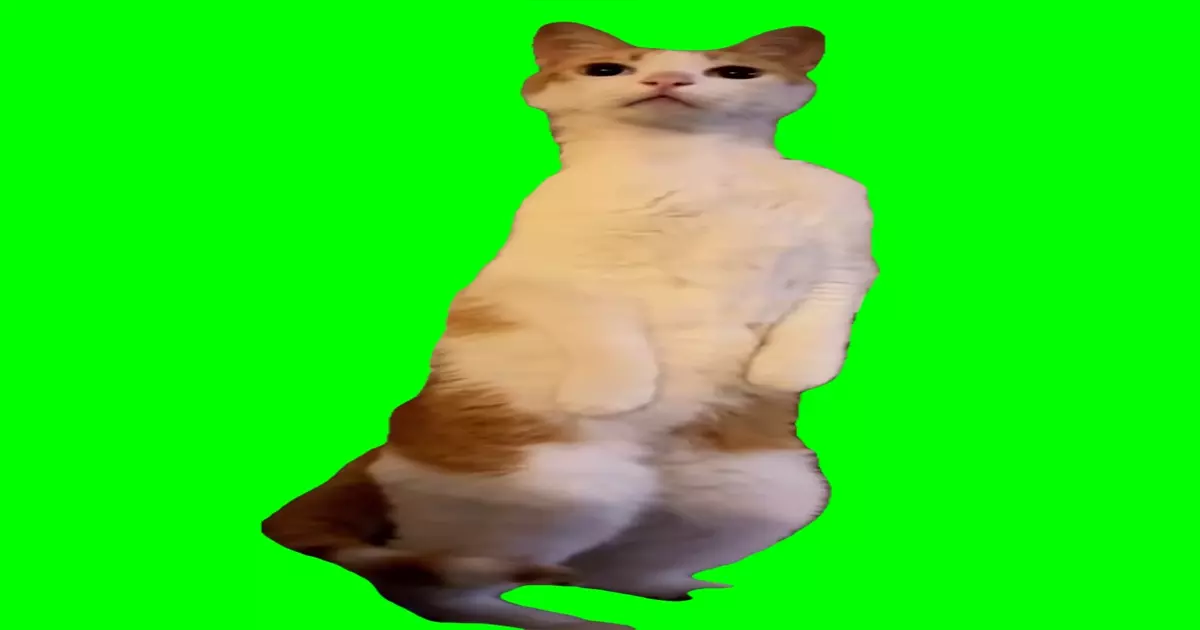 Cat Listening Green Screen Meme Download Video