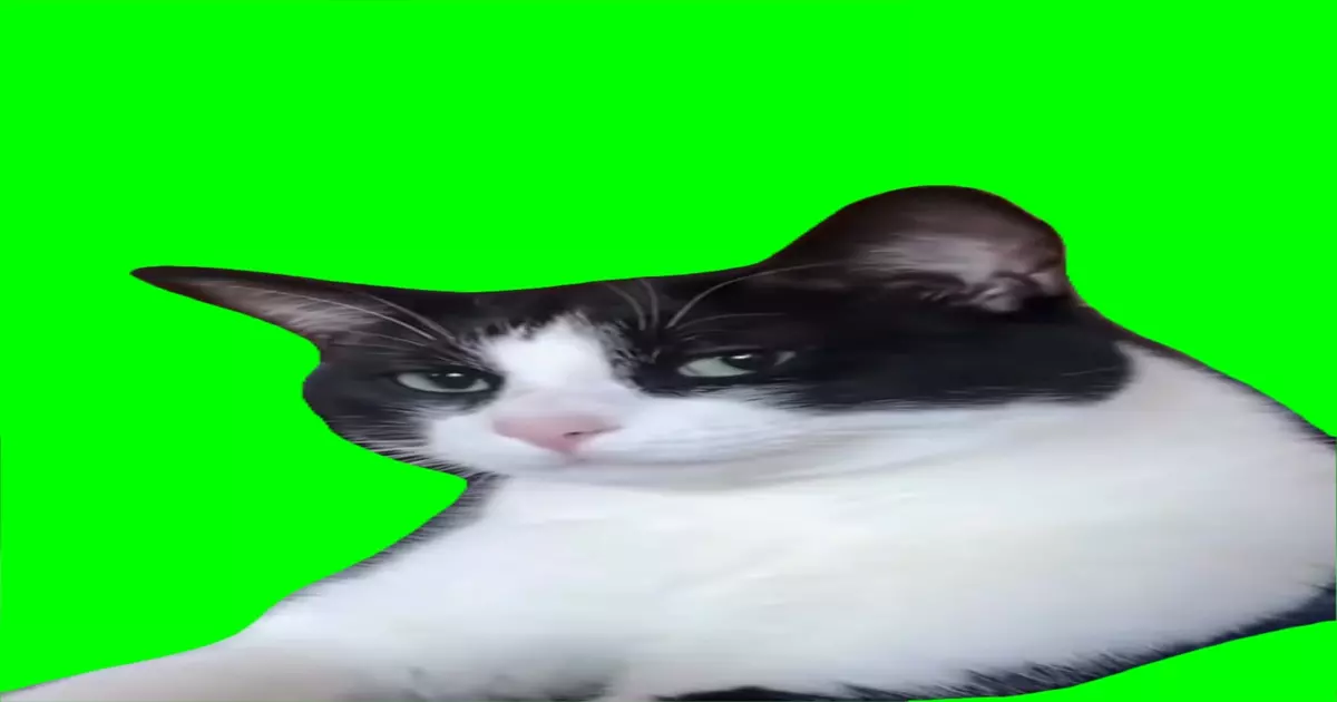 Cat Looking Green Screen Meme Download Video