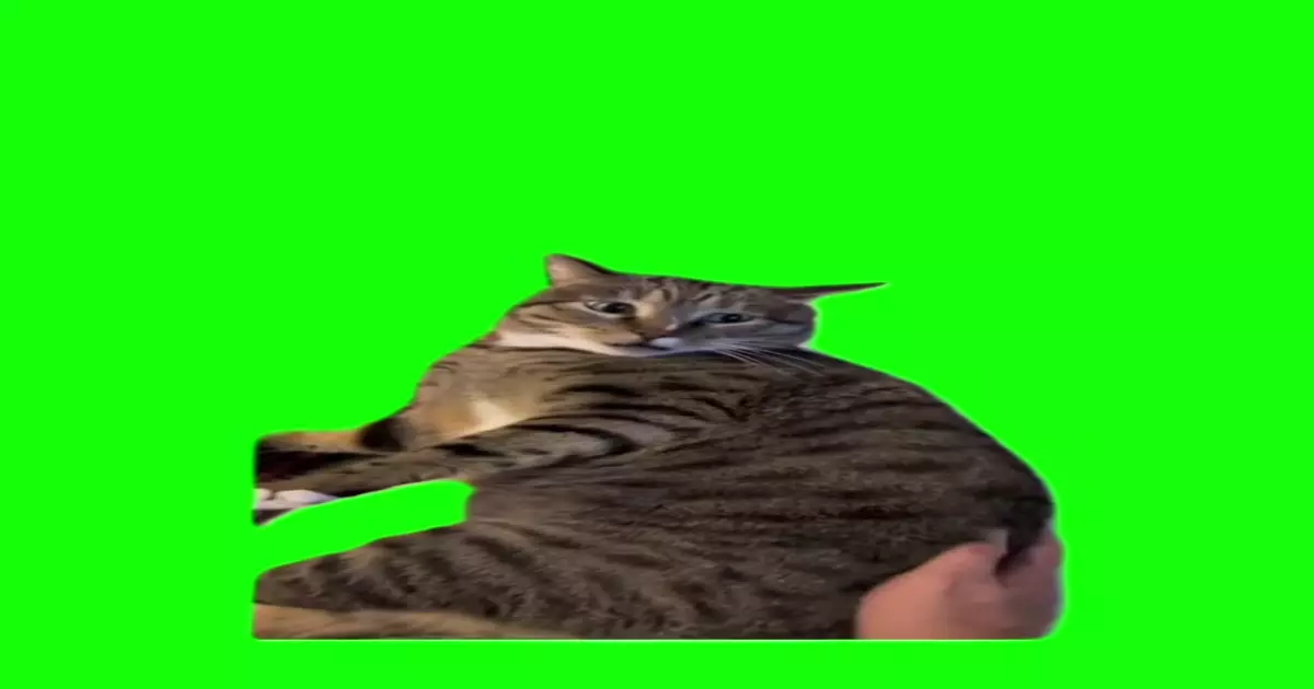 Cat Making Horror Soundtrack Meme Download Video