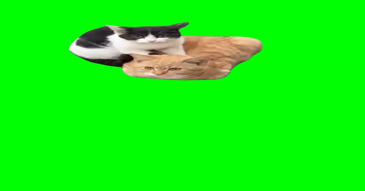 Cat Massage Green Screen Meme Download Video