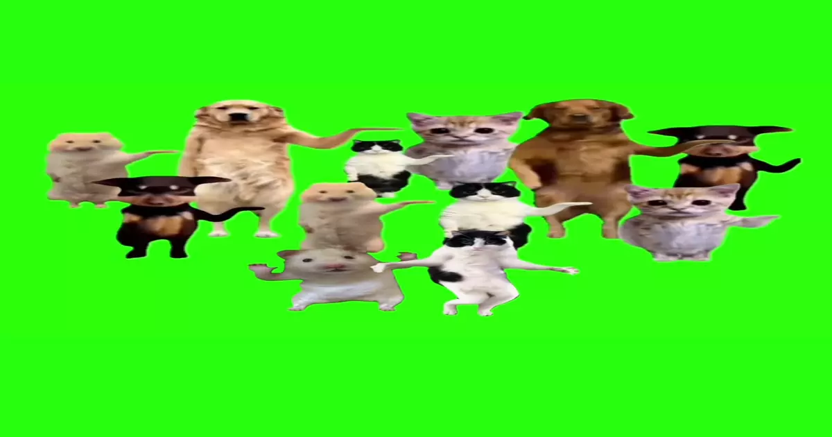 Cat Meme Download Video