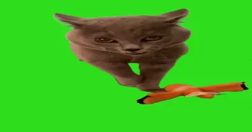 Cat Looking Green Screen Meme Download | Video & Audio Meme Video