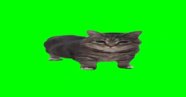 Cat Microwave Green Screen Meme Video