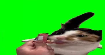 Cat Asking For Food Meme Download | Video & Audio Meme Video