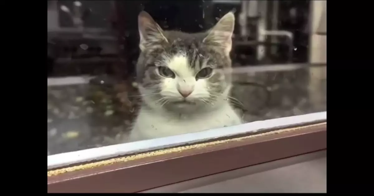 Cat No Copyright Infringement Is Intended Meme Download Video